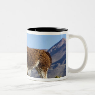 Geschmückter Lamatrupp in der Puna, Anden 2 Zweifarbige Tasse