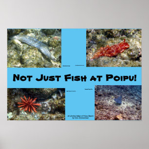 Geschöpfe an Poipu Strand Poster