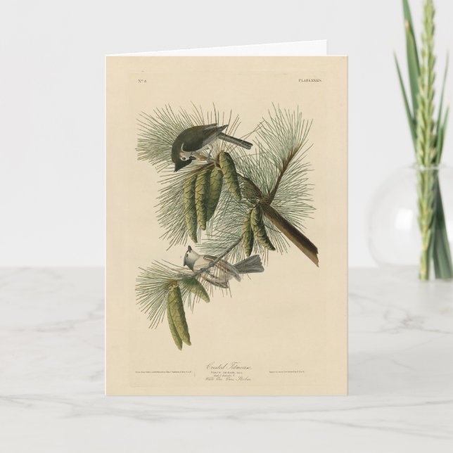 Geschöpfert (gefickt) Titmouse Audubon Birds of Am Karte (Vorderseite)