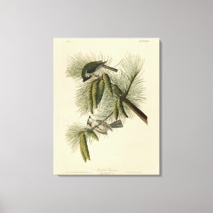 Geschöpfert (gefickt) Titmouse Audubon Birds of Am Leinwanddruck