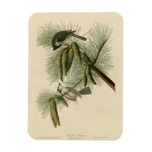 Geschöpfert (gefickt) Titmouse Audubon Birds of Am Magnet