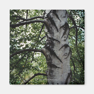 Geschrammter Stamm des Buchenbaums Magnet