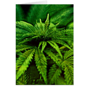 Gesegnet Be Cannabis Green