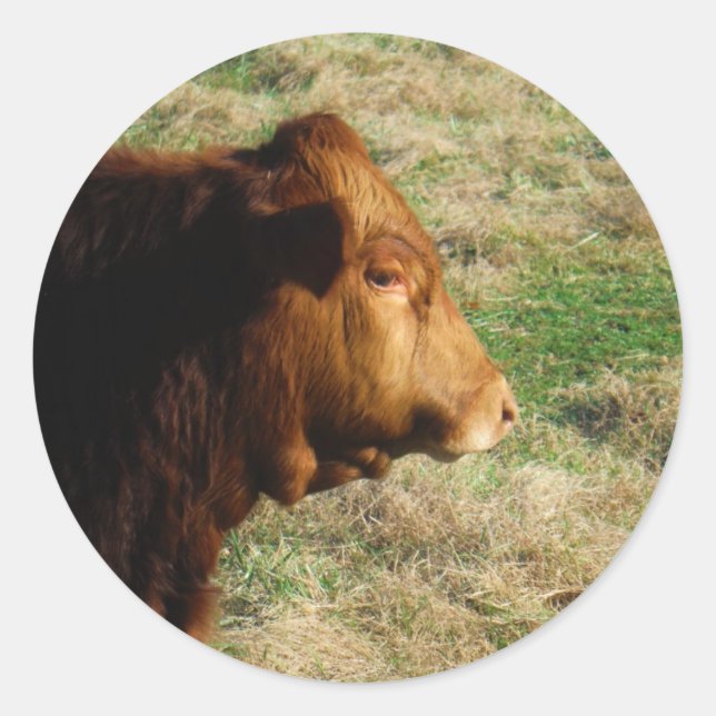 Gesicht der braunen Bullenkuh Runder Aufkleber (Vorderseite)