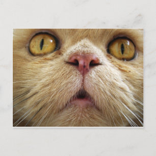 Gesicht der Perserkatze Postkarte