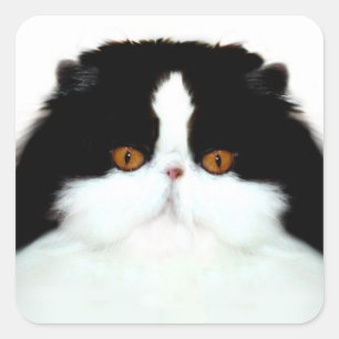 Gesicht der persischen Katze des Smokings Quadratischer Aufkleber