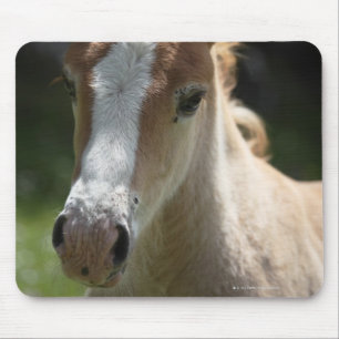 Gesicht des Fohlens Mousepad