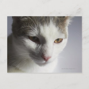 Gesicht einer Katze Postkarte