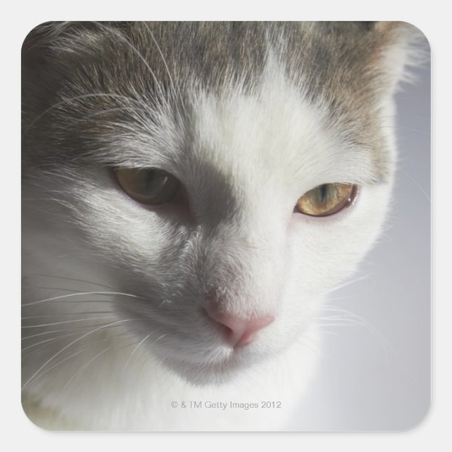 Gesicht einer Katze Quadratischer Aufkleber (Vorderseite)