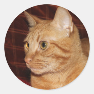 Gesicht einer orange getigerten Katze in Nahaufnah Runder Aufkleber