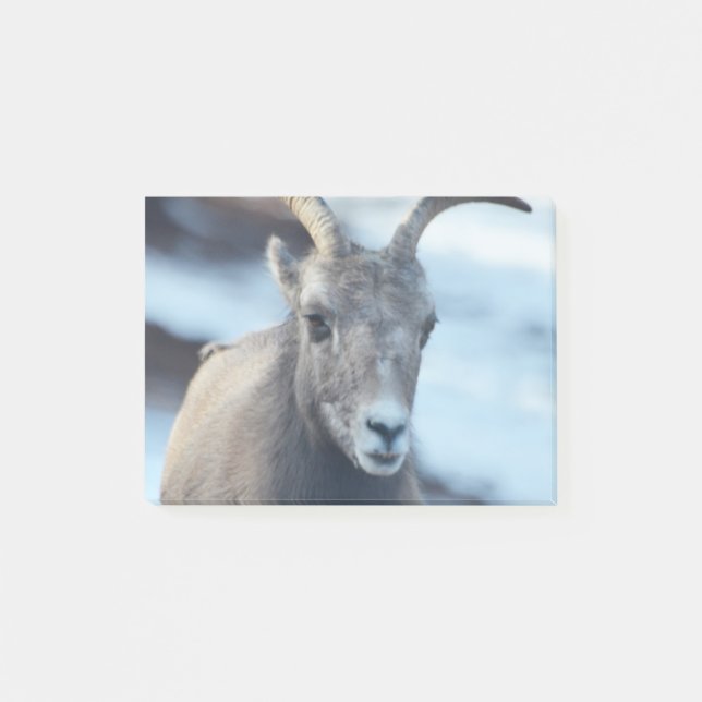 Gesicht eines Bighorn-Schafs Post-it Klebezettel (Vorderseite)