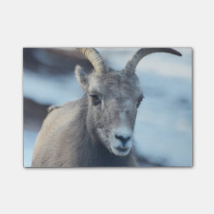 Gesicht eines Bighorn-Schafs Post-it Klebezettel