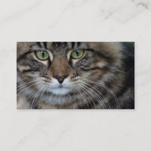 Gesicht von katzenartige (Katzen-) Visitenkarten Visitenkarte