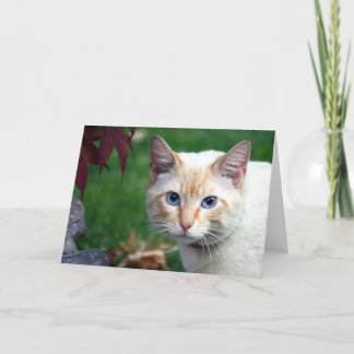 Gesichts-Grußkarte der siamesischen Katze Karte