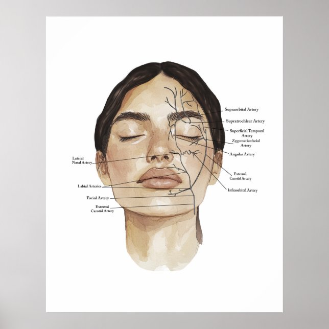 Gesichtsanatomie Druck 3 Poster (Vorne)