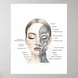 Gesichtsanatomie Gesichtsmuskeln Schönheitsdekor Poster