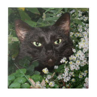 Gesichtsfliese der schwarzen Katze Fliese