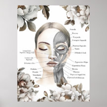 Gesichtsmuskeln Anatomische Art Massage Therapist 