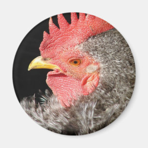 Gesperrter Frizzle-Hahn Magnet