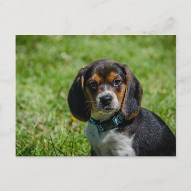 Gespielt im Gras Postkarte (Vorderseite)