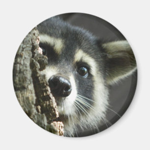 Gesprengt Magnet