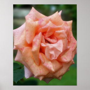 Gesprenkelte Pfirsichrose in Blüte Poster