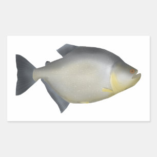 Gesprenkelte Piranha Rechteckiger Aufkleber