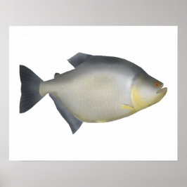 Gesprenkelte Piranhas Poster