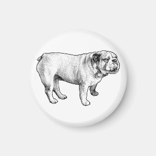 gesprenkelte Ruhe, Bulldogge Magnet