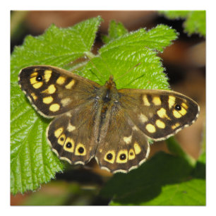 Gesprenkelter hölzerner Schmetterling Poster