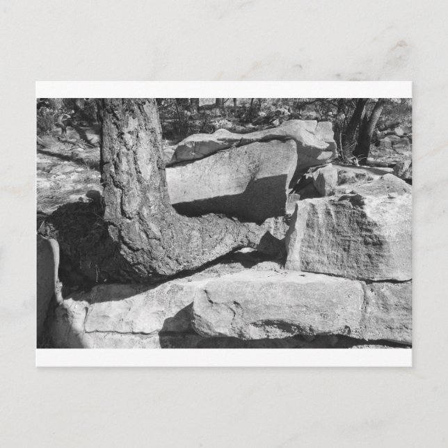 Gesteinsbaum Postkarte (Vorderseite)