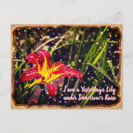 Gestern Lily in Tomorrow Rain Postkarte