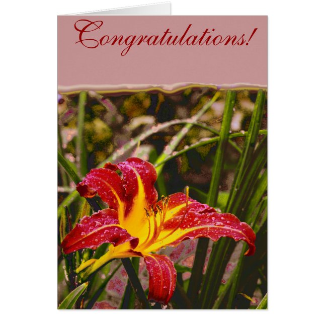 Gestern Lily nach dem Regen (Vorne)