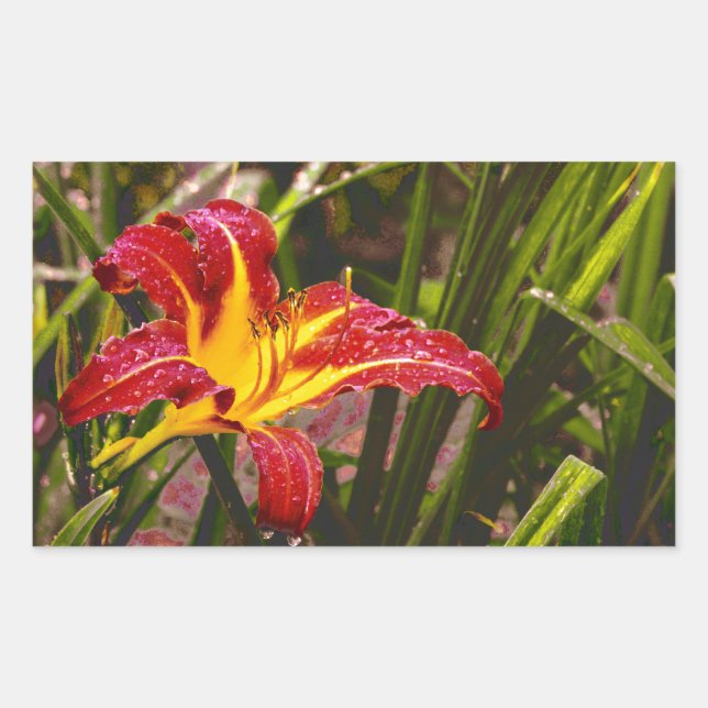 Gestern Lily nach dem Regen Rechteckiger Aufkleber (Vorderseite)
