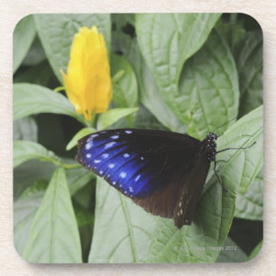 Gestreifte blaue Krähe (Euploea mulciber) auf Getränkeuntersetzer