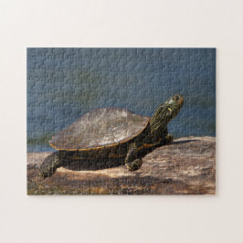 Gestreifte Schildkröte