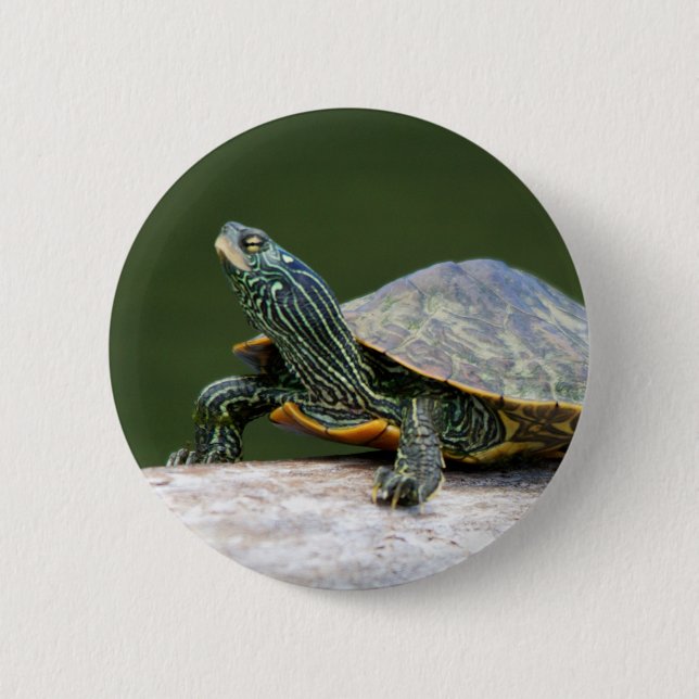Gestreifte Schildkröte Button (Vorderseite)