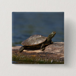 Gestreifte Schildkröte Button