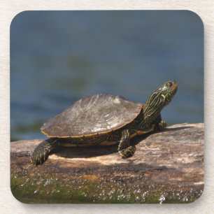 Gestreifte Schildkröte Getränkeuntersetzer