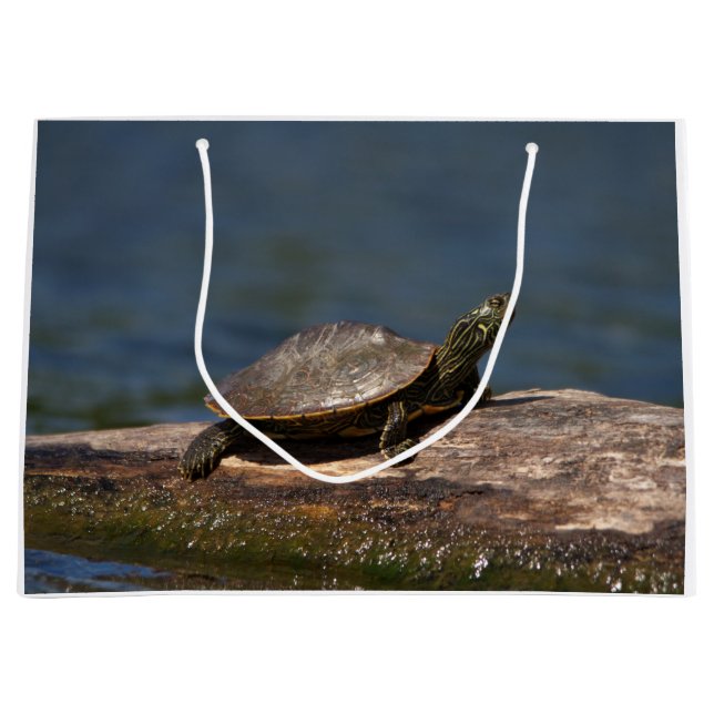 Gestreifte Schildkröte Große Geschenktüte (Vorderseite)