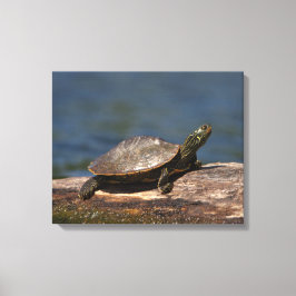 Gestreifte Schildkröte Leinwanddruck