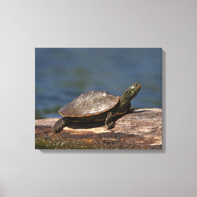 Gestreifte Schildkröte Leinwanddruck (Vorderseite)