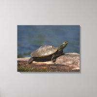 Gestreifte Schildkröte