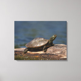 Gestreifte Schildkröte Leinwanddruck