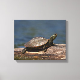 Gestreifte Schildkröte Leinwanddruck