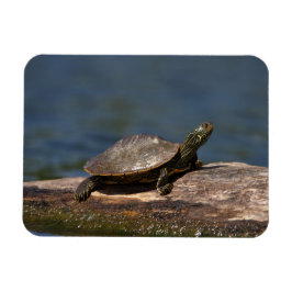 Gestreifte Schildkröte Magnet