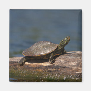 Gestreifte Schildkröte Magnet