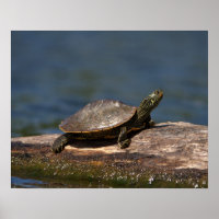 Gestreifte Schildkröte