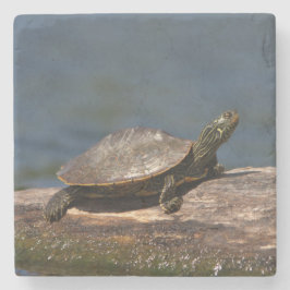 Gestreifte Schildkröte Steinuntersetzer