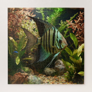 Gestreifter Altum-Segelflosser